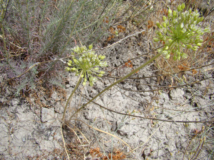 Image of Allium valentinae specimen.