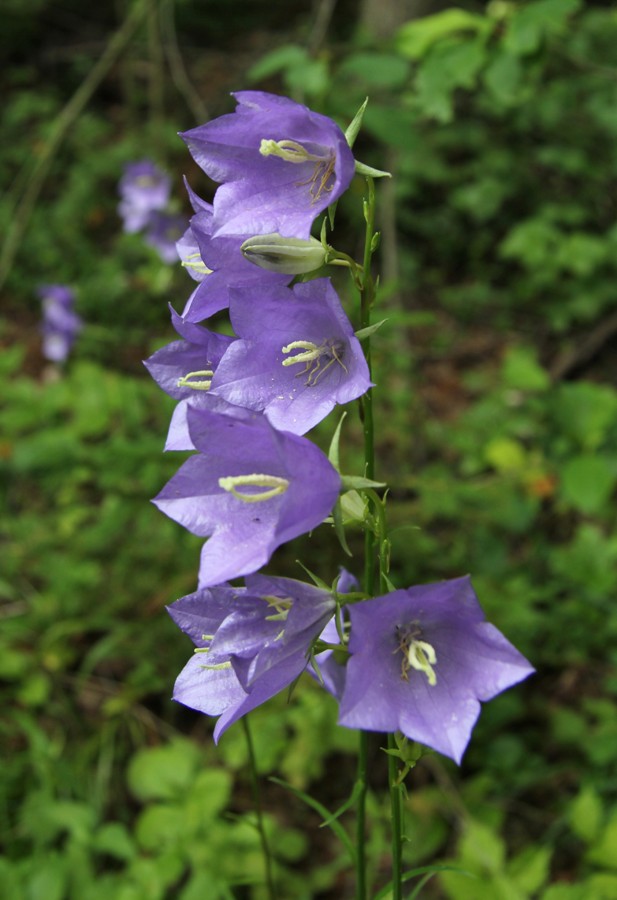 Image of Campanula persicifolia specimen.