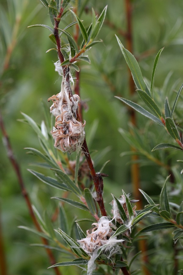 Image of Salix rosmarinifolia specimen.