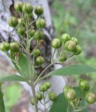 Lysimachia vulgaris