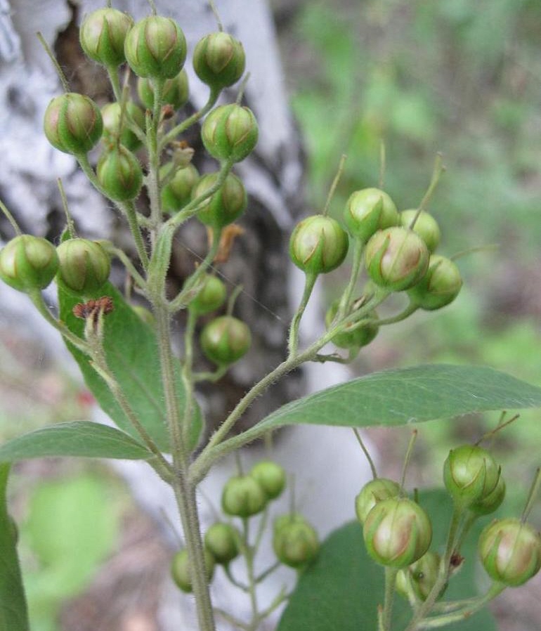 Изображение особи Lysimachia vulgaris.