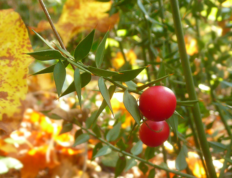 Изображение особи Ruscus aculeatus.