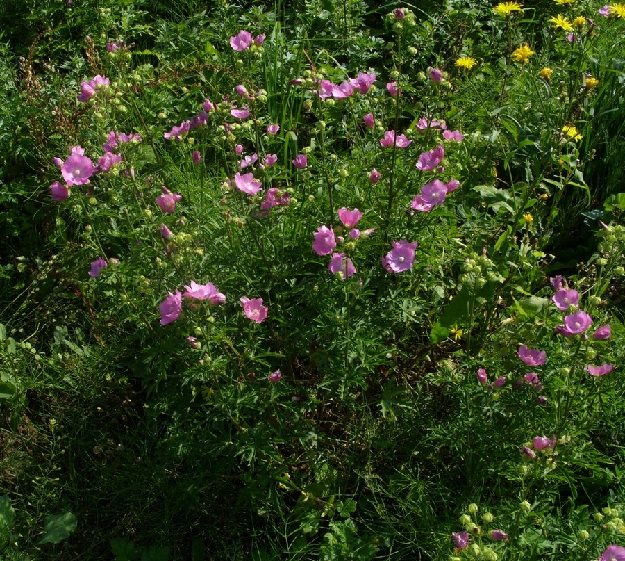 Image of Malva moschata specimen.