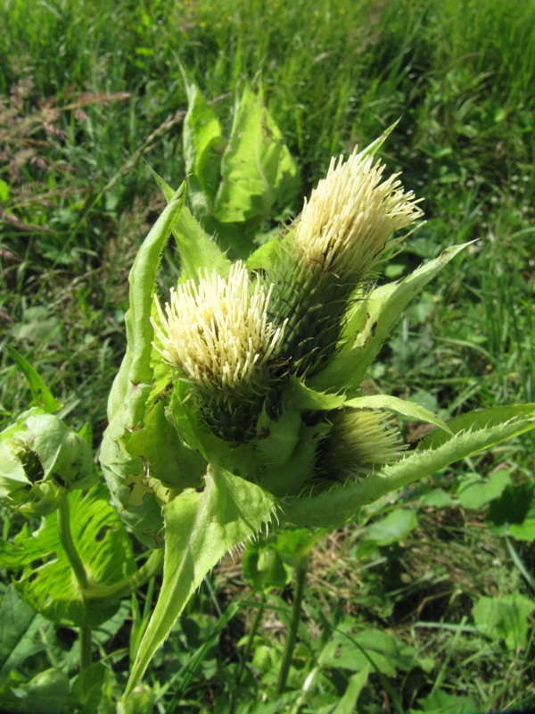 Изображение особи Cirsium oleraceum.