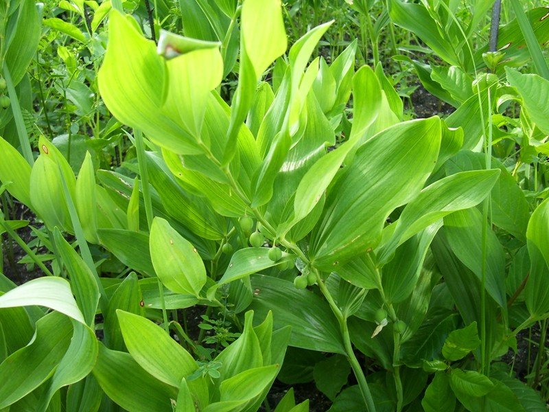 Image of Polygonatum odoratum specimen.