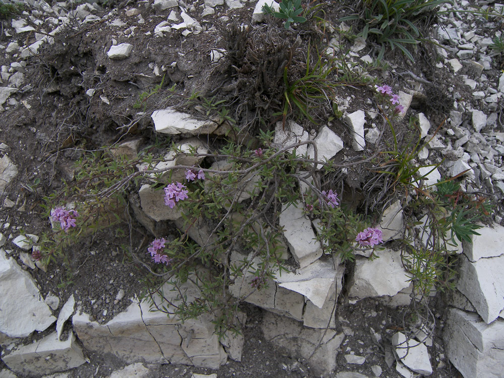 Image of Thymus daghestanicus specimen.