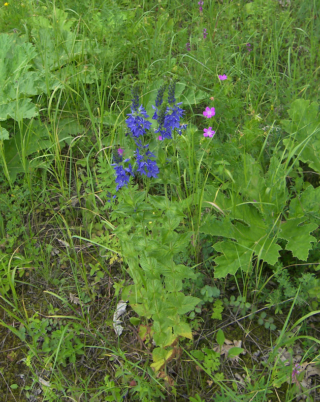 Image of Veronica teucrium specimen.