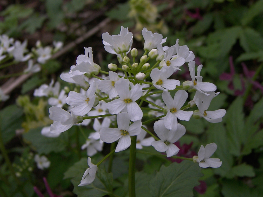 Image of Pachyphragma macrophyllum specimen.