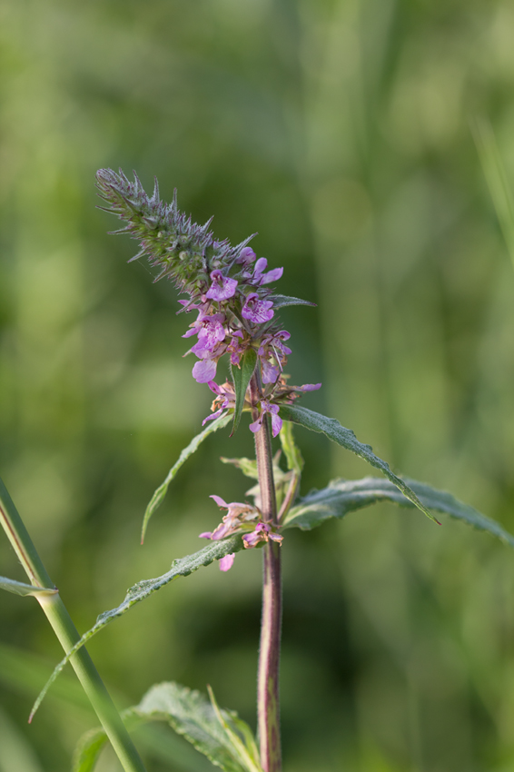 Image of Stachys palustris specimen.