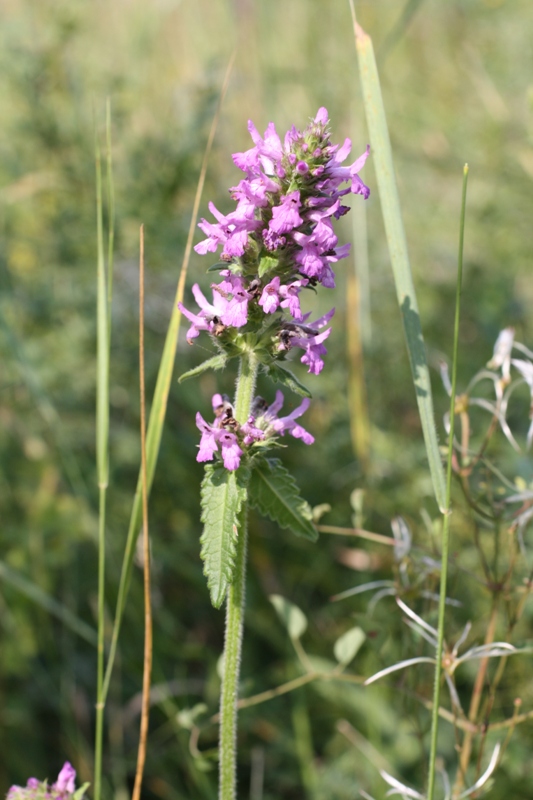 Image of Betonica officinalis specimen.