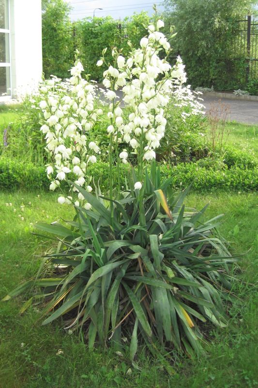 Image of Yucca gloriosa specimen.