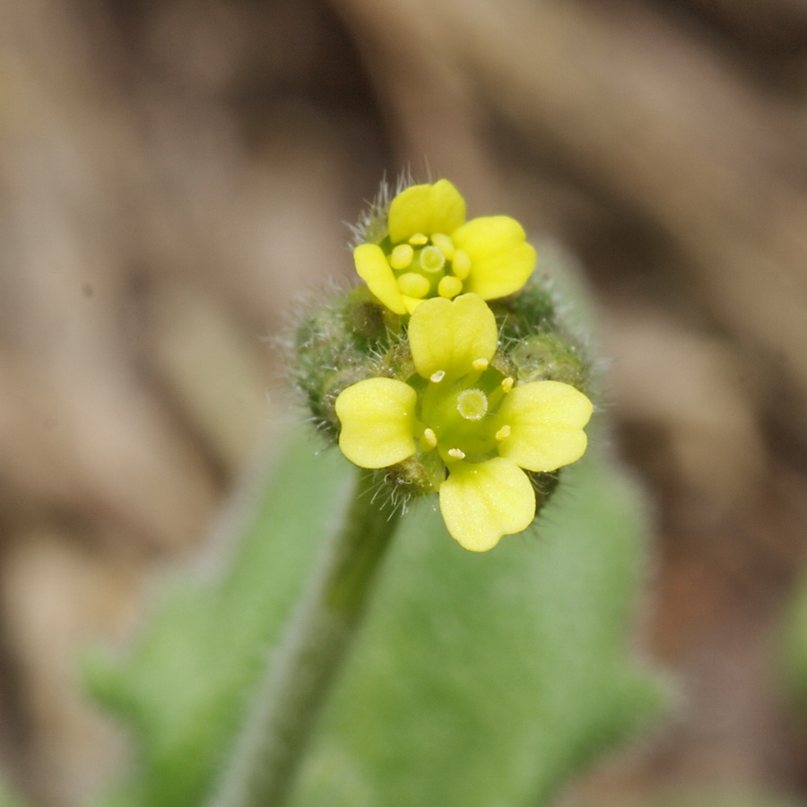 Image of Draba nemorosa specimen.