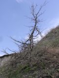 Ulmus minor. Молодое дерево после зимовки на склоне оврага. Саратовская обл., Саратовский р-н. 21 апреля 2012 г.