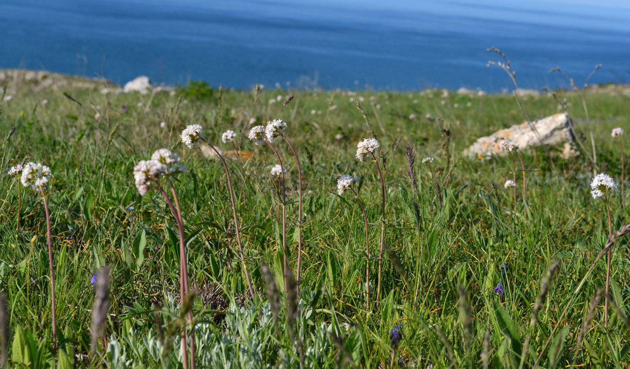 Image of Valeriana tuberosa specimen.