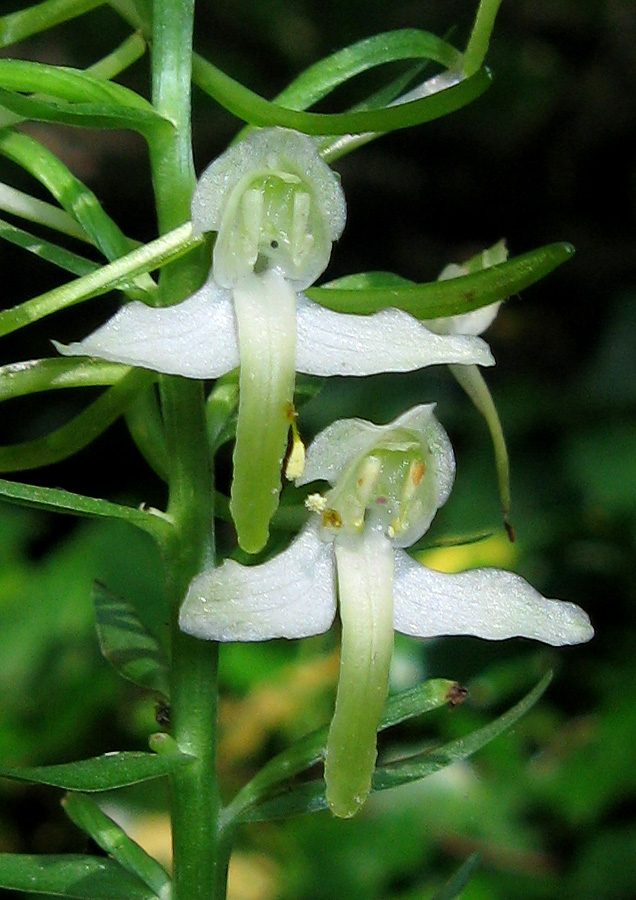 Image of Platanthera &times; hybrida specimen.