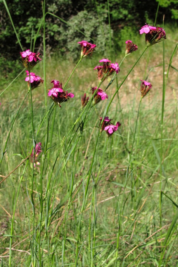 Image of Dianthus capitatus specimen.