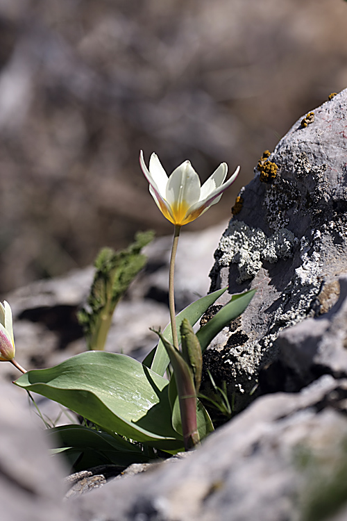 Image of Tulipa berkariensis specimen.