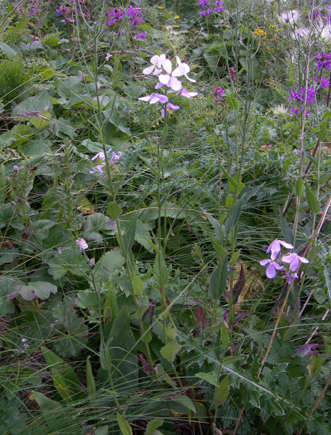 Image of Hesperis voronovii specimen.