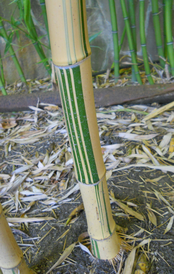 Image of Phyllostachys aureosulcata specimen.