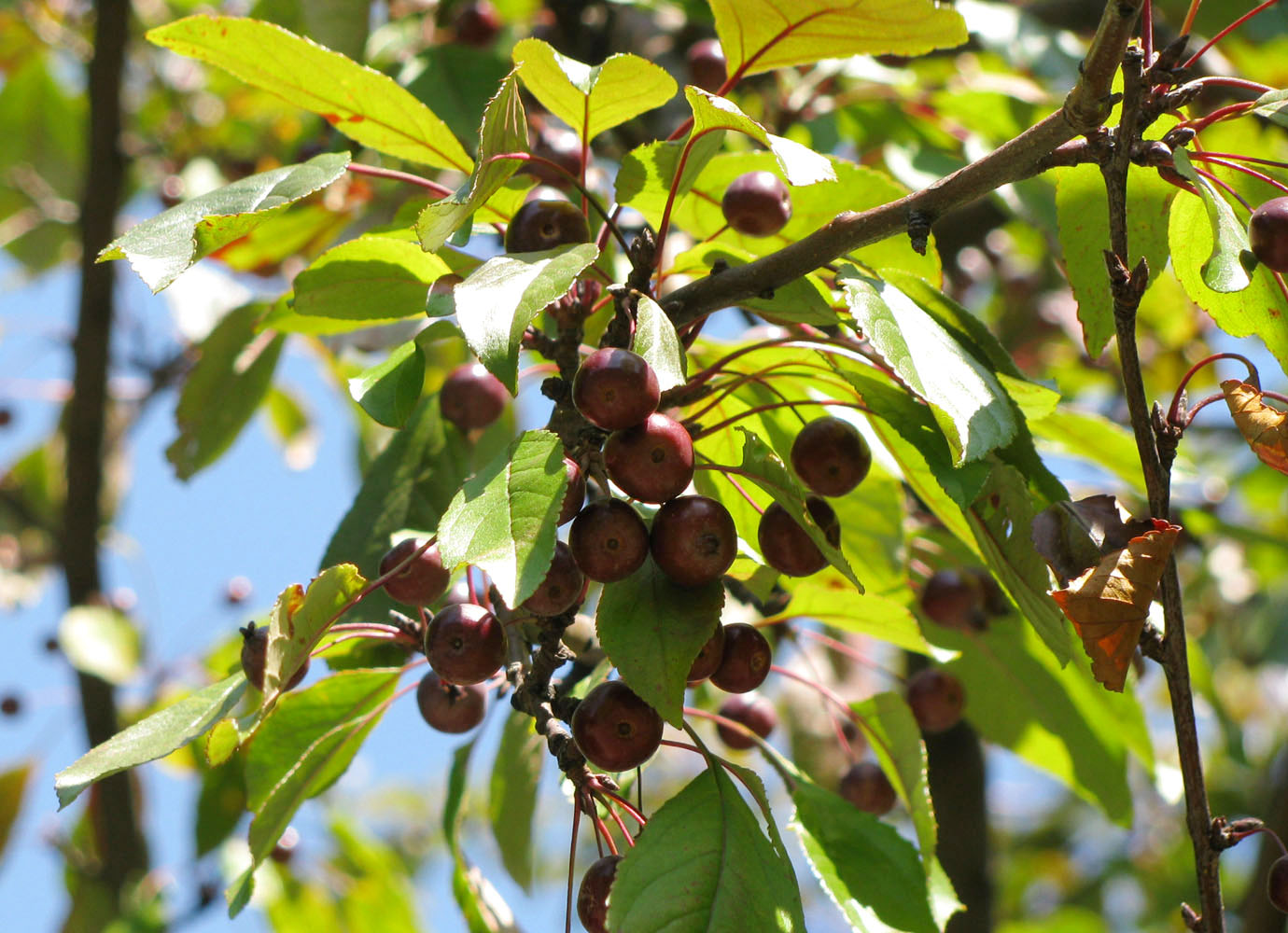 Image of Malus domestica ssp. cerasifera specimen.