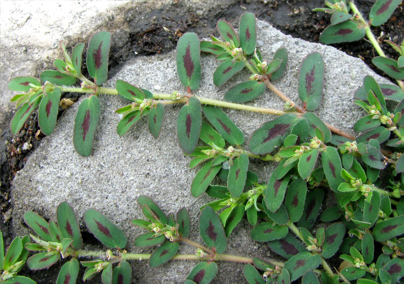 Изображение особи Euphorbia maculata.