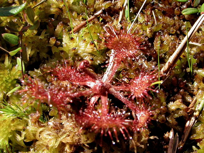 Image of Drosera rotundifolia specimen.