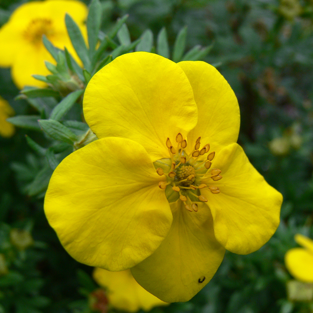 Image of Dasiphora fruticosa specimen.