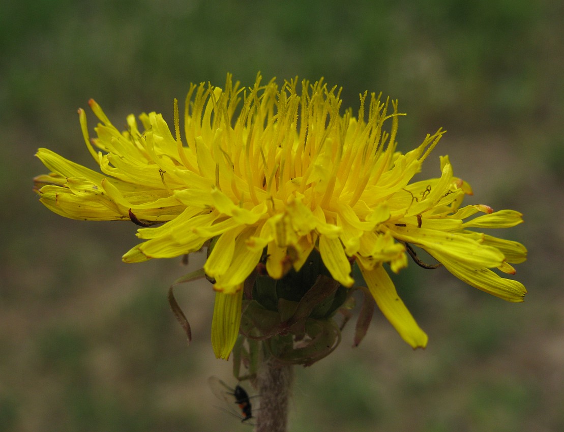 Image of genus Taraxacum specimen.