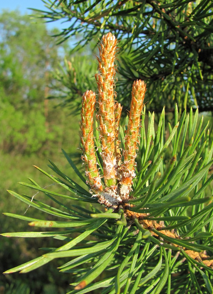 Изображение особи Pinus sylvestris.