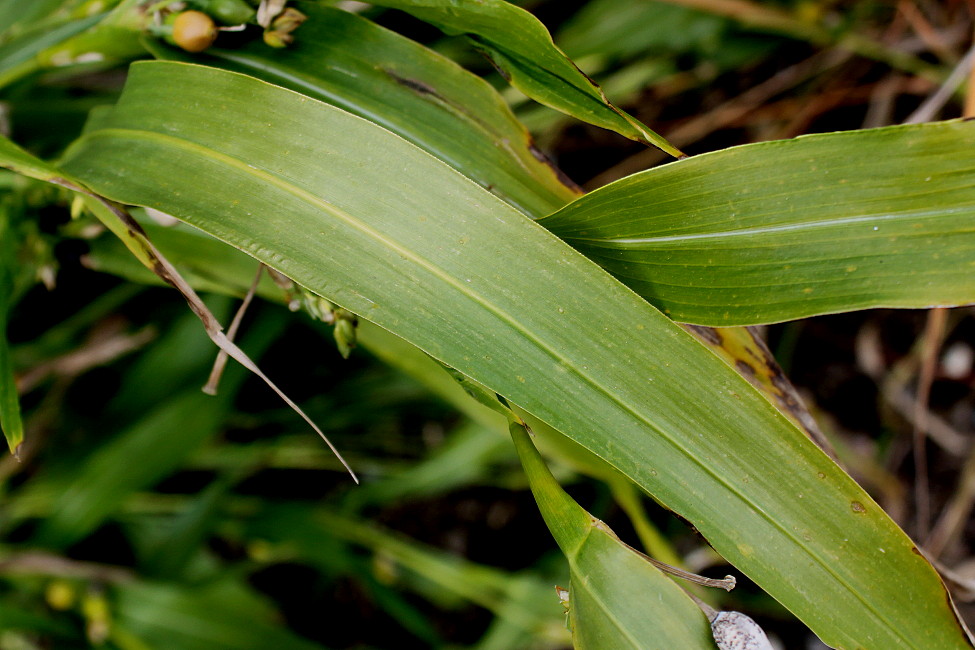 Image of Coix lacryma-jobi specimen.