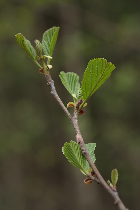 Изображение особи Alnus glutinosa.