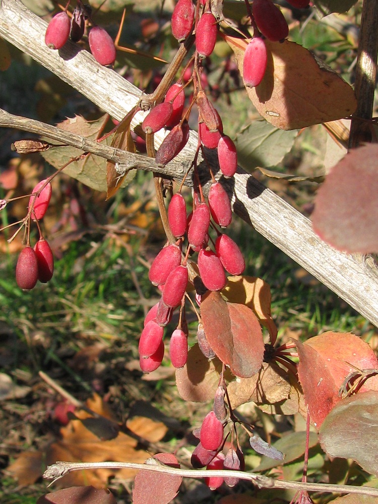 Image of Berberis vulgaris specimen.