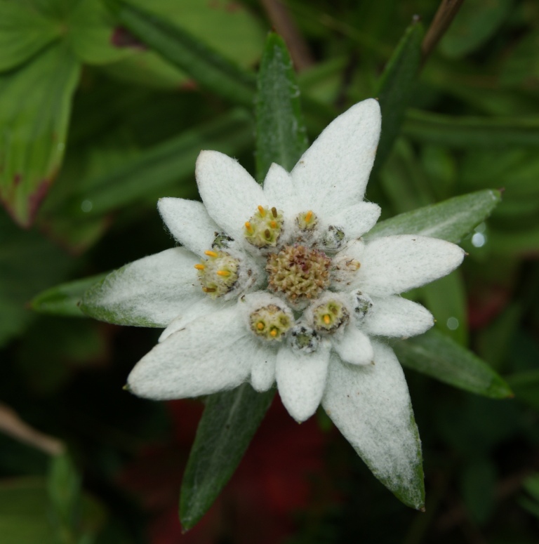 Image of Leontopodium discolor specimen.