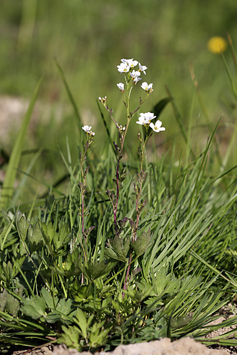 Image of Cardamine amara specimen.