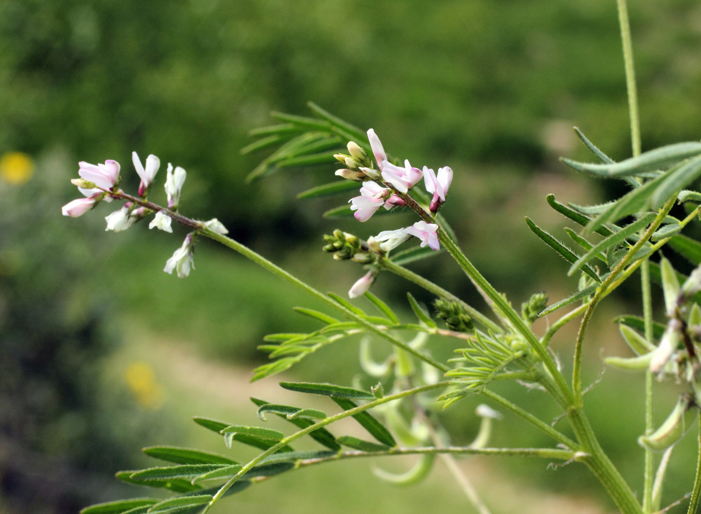 Изображение особи Astragalus campylotrichus.