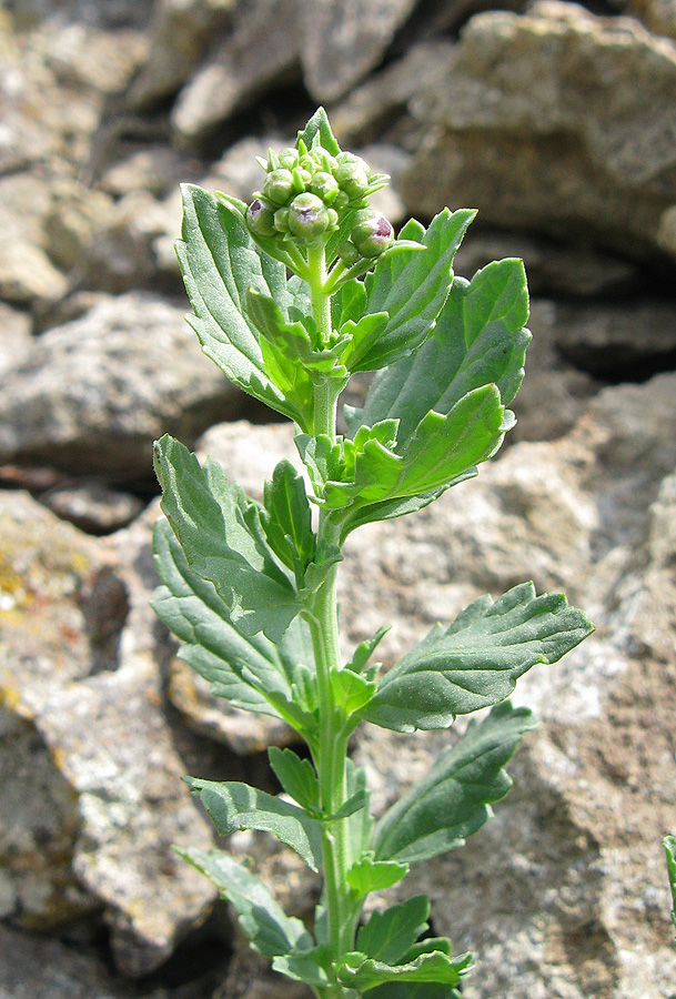 Изображение особи Scrophularia rupestris.