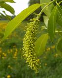 Salix pentandra