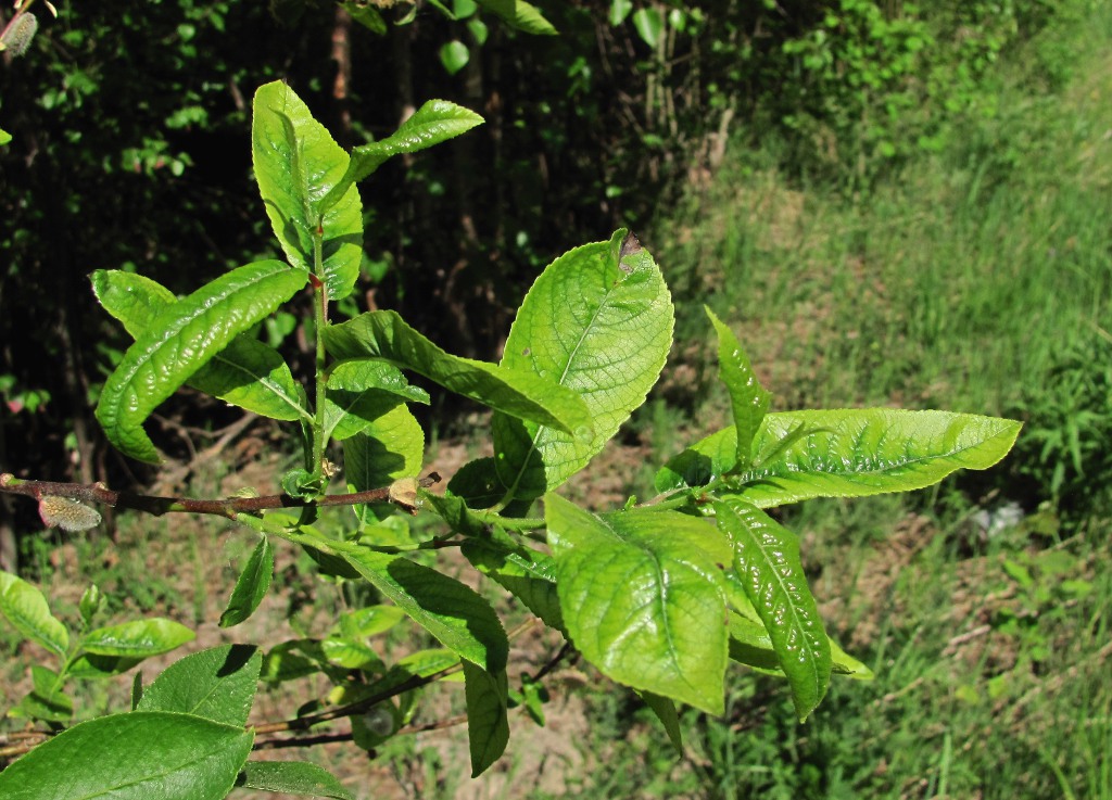 Image of Salix myrsinifolia specimen.