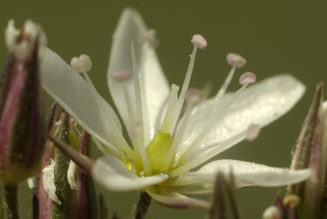 Image of Minuartia adenotricha specimen.