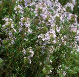 Thymus vulgaris. Побеги с соцветиями. Германия, г. Krefeld, Ботанический сад. 08.06.2013.