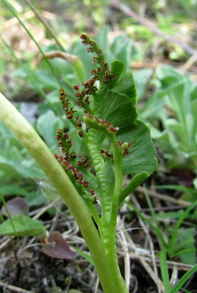 Изображение особи Botrychium lunaria.