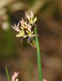 Juncus beringensis. Верхушка побега с соцветием. Камчатский край, Ключевская группа вулканов, окрестности перевала Толбачинский. 22.07.2013.