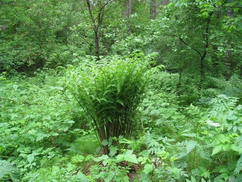 Image of Athyrium filix-femina specimen.