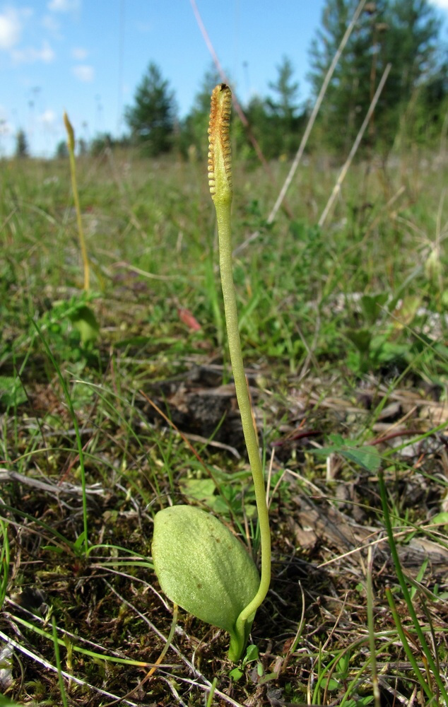 Image of Ophioglossum vulgatum specimen.