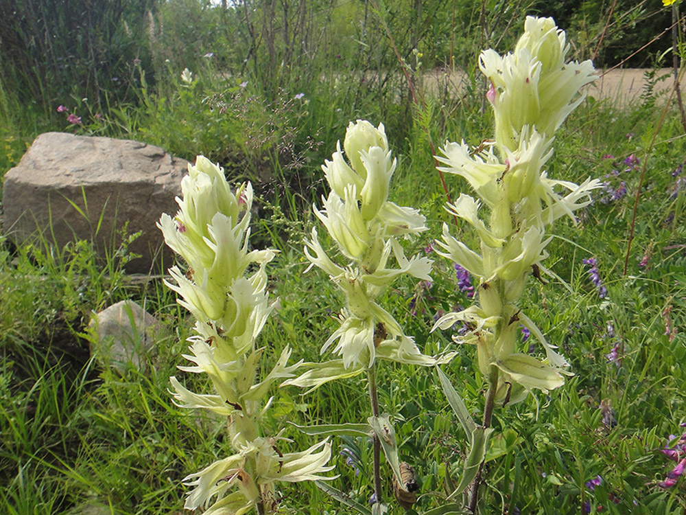 Image of Castilleja pallida specimen.