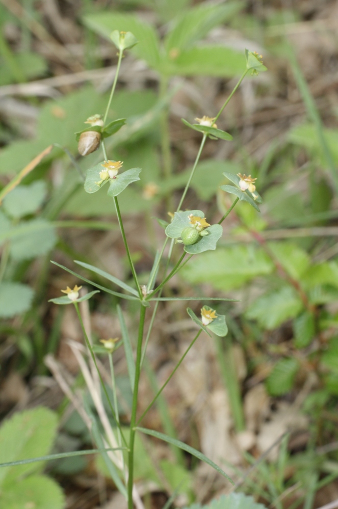 Изображение особи Euphorbia leptocaula.