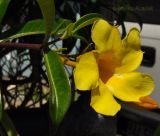 Allamanda cathartica