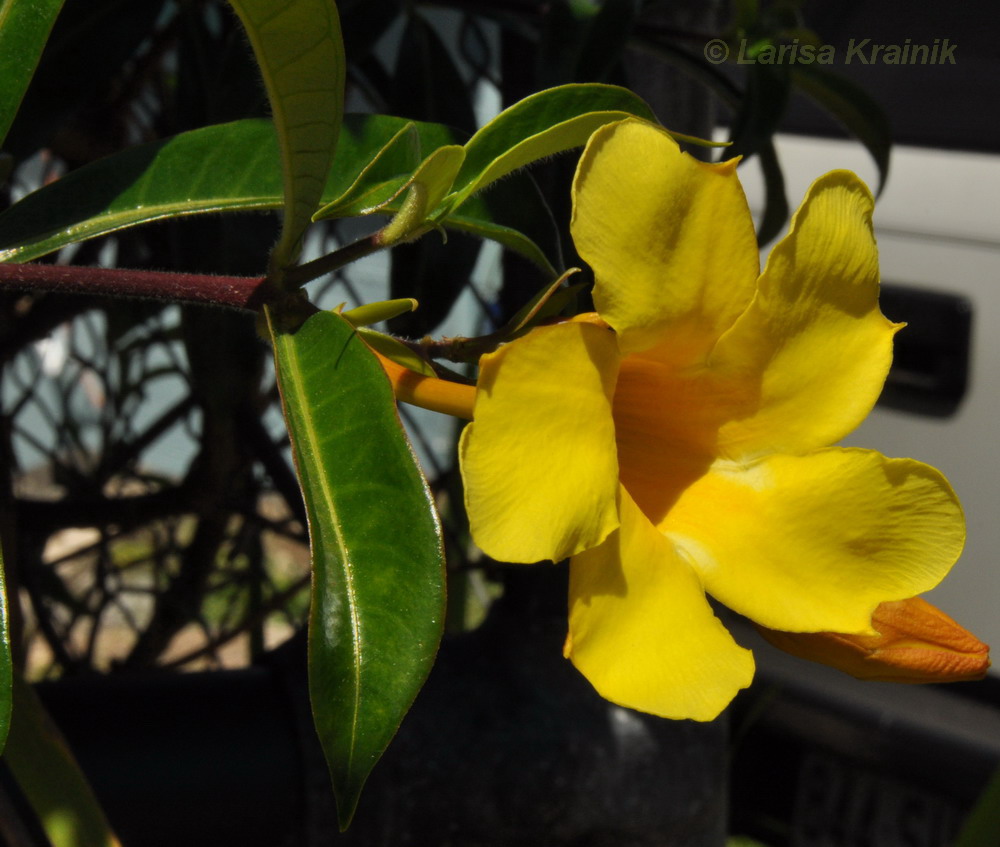 Изображение особи Allamanda cathartica.