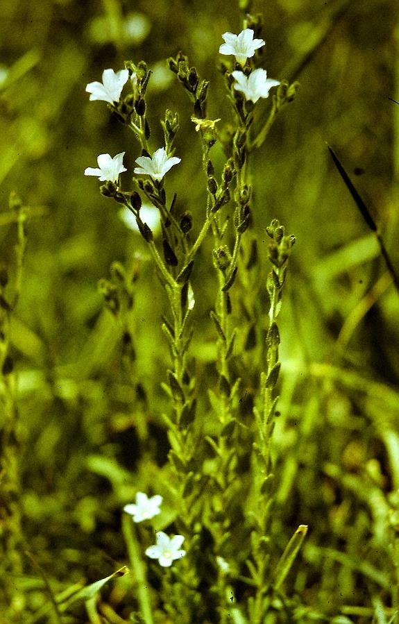 Изображение особи Linum barsegjanii.