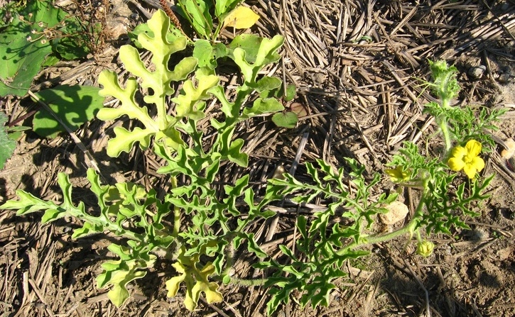 Image of Citrullus lanatus ssp. vulgaris specimen.